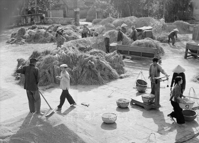 Xã viên HTX Cổ Am (Vĩnh Bảo) phơi lúa tại sân phơi của HTX (11/1970). Ảnh: Bảo Hanh - TTXVN