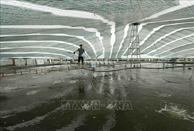 Hộ nông dân Nguyễn Văn Khoẻ, quận Dương Kinh, thành phố Hải Phòng có diện tích hơn 2ha nuôi tôm thẻ chân trắng ứng dụng khoa học công nghệ đạt tiêu chuẩn VietGap, mỗi năm gia đình ông cho thu hoạch khoảng 120 tấn tôm thành phẩm. Ảnh: Vũ Sinh - TTXVN