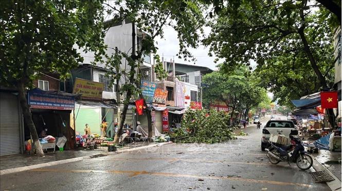 Nhiều cây xanh trên địa bàn huyện Bảo Yên bị gãy đổ do dông lốc. Ảnh: TTXVN phát