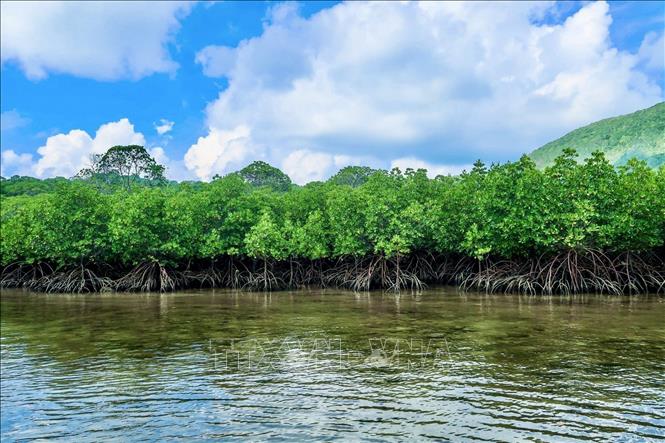 Mangrove forest on Con Dao island. VNA Photo/Photo by courtesy