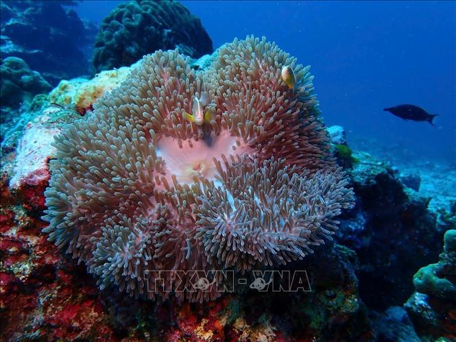 Coral reef in Con Dao island. VNA Photo/Photo by courtesy