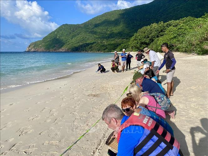 Tourists release young sea turtles on Con Dao island. VNA Photo/Photo by courtesy