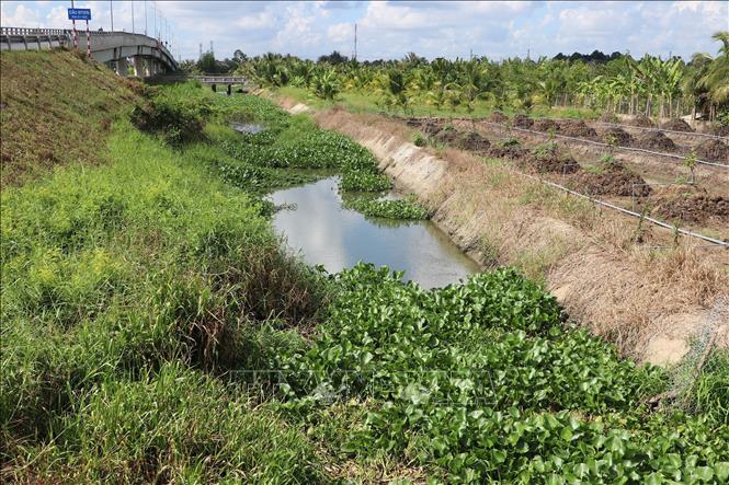 Lục bình, cỏ dại phủ kín một tuyến kênh ở huyện Tân Phước. Ảnh: Minh Trí - TTXVN