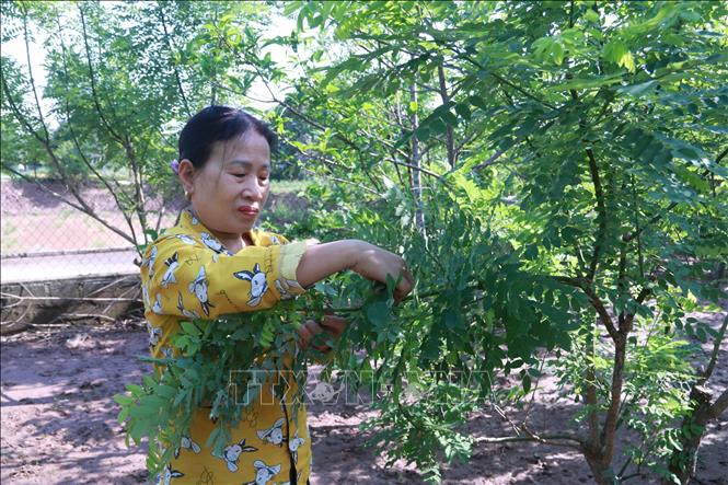 Nông dân xã Bách Thuận (Vũ Thư, Thái Bình) chăm sóc cây hòe, một loại cây dược liệu truyền thống của địa phương. Ảnh: Thu Hoài - TTXVN