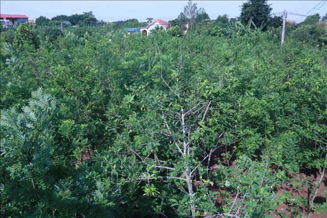 Cây hòe là một trong những cây dược liệu truyền thống của tỉnh Thái Bình. Ảnh: Thu Hoài - TTXVN