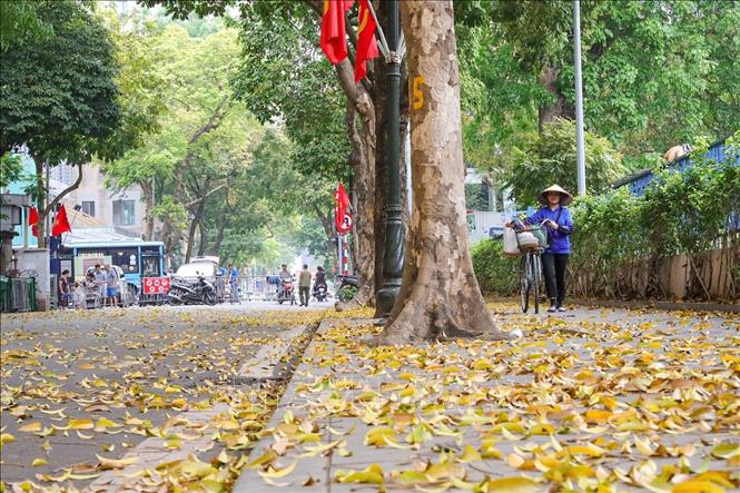 Cảnh sắc Hà Nội những ngày lá rụng cũng trở nên thơ mộng hơn. Ảnh: Khánh Hoà - TTXVN