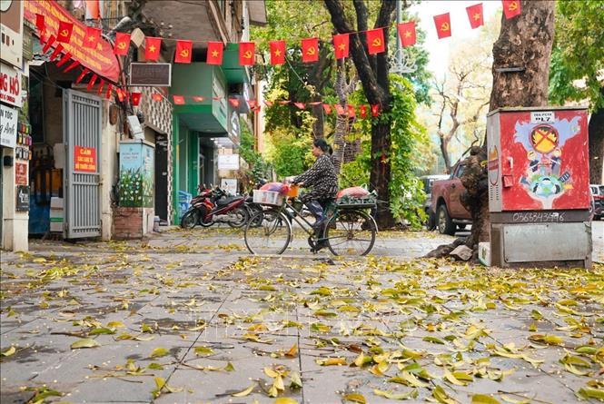 Nhiều góc phố, vỉa hè của Thủ đô ngày này được nhuộm vàng của những hàng sấu thay lá. Ảnh: Khánh Hoà - TTXVN