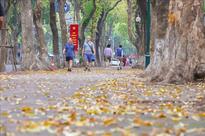 Nhiều góc phố, vỉa hè của Thủ đô được nhuộm vàng màu lá sấu. Ảnh: Khánh Hoà - TTXVN
