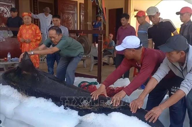 Người dân xã Bình Hải, huyện Bình Sơn thực hiện nghi thức an táng cá ông. Ảnh: TTXVN phát