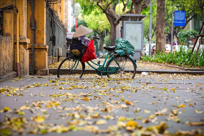 Nhiều góc phố, vỉa hè của Thủ đô những ngày này được nhuộm vàng. Ảnh: Khánh Hoà - TTXVN