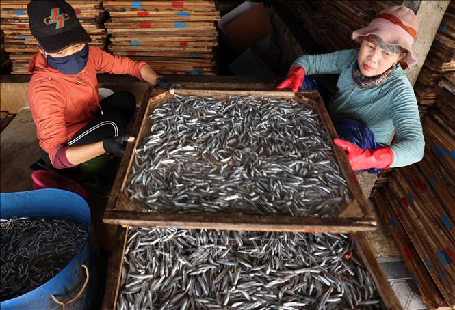 Huyện Gio Linh có nghề truyền thống chế biến cá khô hấp tập trung ở xã Gio Việt và thị trấn cửa Việt, mỗi năm sản xuất khoảng 17.000 tấn cá nục và cá cơm phục vụ thị trường trong nước và xuất khẩu. Ảnh: Vũ Sinh – TTXVN