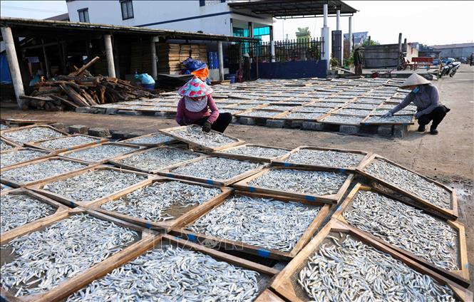 Huyện Gio Linh có nghề truyền thống chế biến cá khô hấp tập trung ở xã Gio Việt và thị trấn cửa Việt, mỗi năm sản xuất khoảng 17.000 tấn cá nục và cá cơm phục vụ thị trường trong nước và xuất khẩu. Ảnh: Vũ Sinh – TTXVN