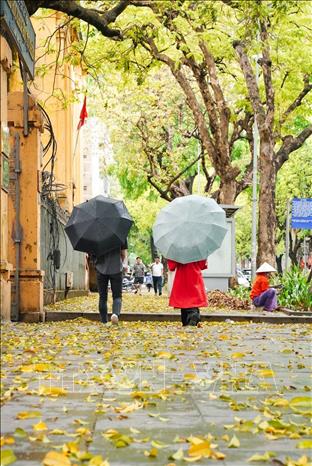 Bước chân ai qua, nghe tiếng lá xao xác tự tình, ngỡ như lạc vào một miền thơ lãng đãng. Ảnh: Khánh Hoà - TTXVN