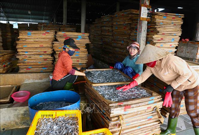 Chế biến cá khô ở thị trấn Cửa Việt, huyện Gio Linh, tỉnh Quảng Trị. Ảnh: Vũ Sinh – TTXVN