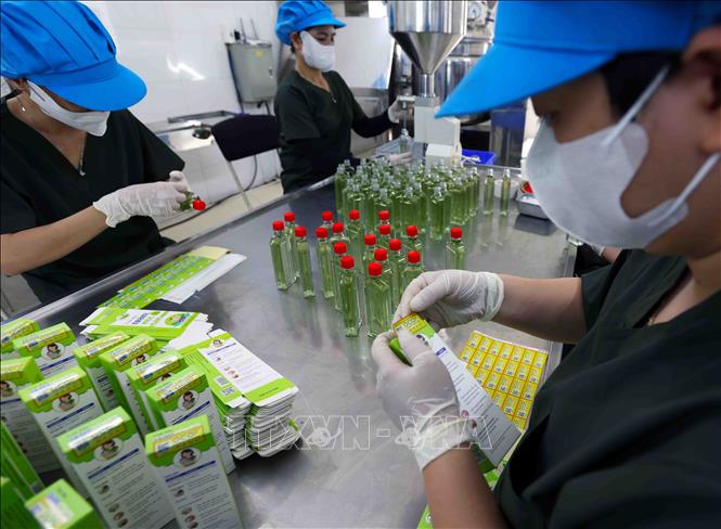 HTX Dược liệu Thiên Sơn có 21 hộ trồng cây tràm gió ở xã Cam Thanh, huyện Cam Lộ, tỉnh Quảng Trị; mỗi năm cho thu nhập khoảng 4 tỷ đồng từ chiết xuất tinh dầu. Ảnh: Vũ Sinh - TTXVN