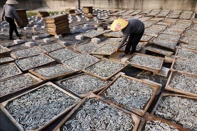 Hiện nay, sở KH&CN Quảng Trị đang triển khai đăng kí nhãn hiệu và truy xuất nguồn gốc cho sản phẩm cá khô hấp của huyện Gio Linh. Ảnh: Vũ Sinh – TTXVN