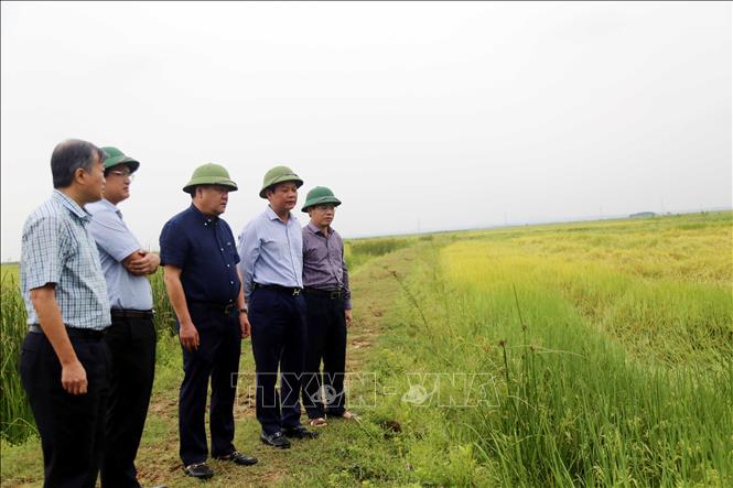 Chủ tịch UBND tỉnh Quảng Bình Trần Phong (giữa) trực tiếp đi kiểm tra thiệt hại trên các diện tích lúa bị đổ ngã tại xã Sơn Thủy, huyện Lệ Thủy. Ảnh: Tá Chuyên - TTXVN