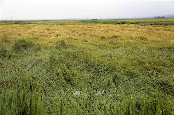 Toàn tỉnh Quảng Bình có gần 1.564 ha lúa bị đổ ngã, ngập nước do ảnh hưởng của đợt mưa lớn ngày 11/5. Ảnh: Tá Chuyên - TTXVN