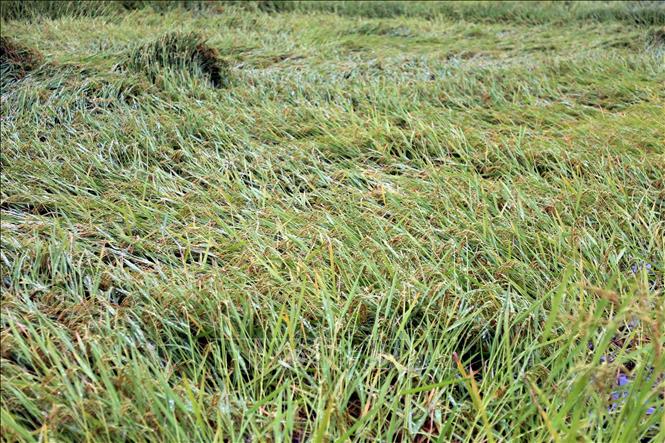 Các diện tích lúa bị ngã, đổ tại tỉnh Quảng Bình chủ yếu còn xanh chưa thể thu hoạch. Ảnh: Tá Chuyên - TTXVN