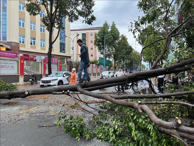 Cây đổ ngang đường Trà Quý Bình đè lên mái nhà người dân. Ảnh: Đức Hạnh - TTXVN 