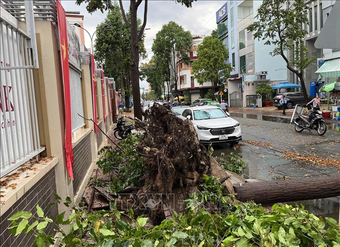 Cây đổ bật gốc trên đường Trà Quý Bình. Ảnh: Đức Hạnh - TTXVN 