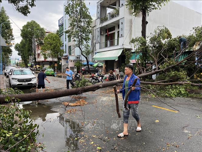 Người dân dọn dẹp cây đổ sau mưa. Ảnh: Đức Hạnh - TTXVN 