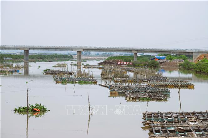 Hàng trăm lồng nuôi hàu dày đặc trên mặt sông Hầu khu vực gần cầu Quỳnh Nghĩa (Quỳnh Lưu, Nghệ An). Ảnh: Xuân Tiến - TTXVN 