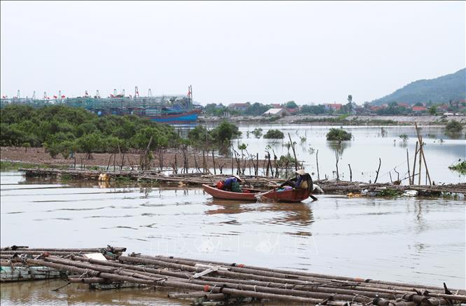 Người dân Nghệ An thu hoạch hàu trên lồng nuôi bằng thuyền nhỏ. Ảnh: Xuân Tiến - TTXVN 