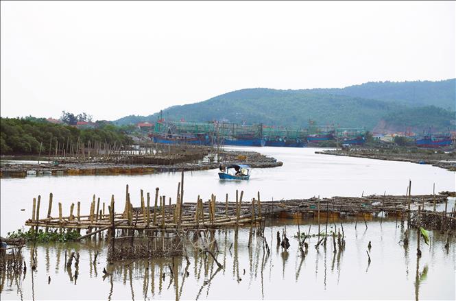 Hàng trăm lồng nuôi hàu nằm hai bên lòng sông khiến mặt sông Hầu thu hẹp, gây khó khăn, cản trở cho các loại tàu, thuyền của ngư dân khi lưu thông, về bến Lạch Quèn. Ảnh: Xuân Tiến - TTXVN 