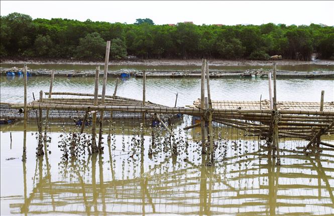 Dây hàu treo dày đặc như mành trên những giàn cọc tre vững chắc trên lòng sông Hầu (Nghệ An). Ảnh: Xuân Tiến - TTXVN 