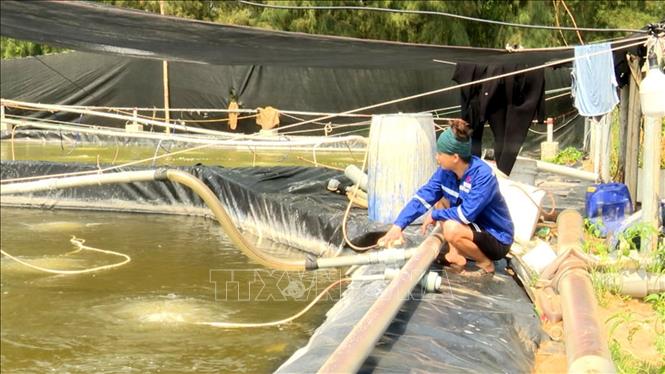 Một bể nuôi tôm tự phát tại phường Tĩnh Hải, thị xã Nghi Sơn (Thanh Hóa). Ảnh: Nguyễn Nam - TTXVN