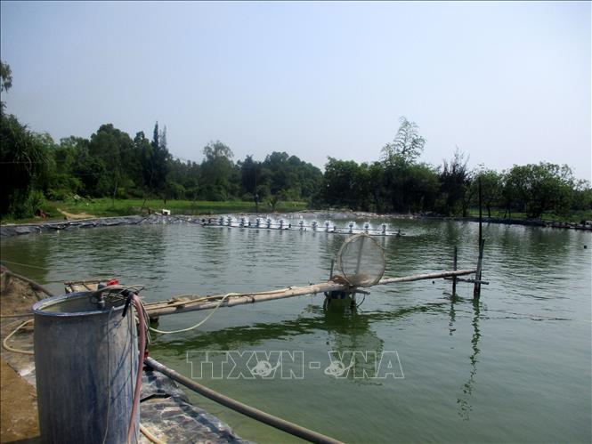 Một bể nuôi tôm của người dân tại phường Tĩnh Hải, thị xã Nghi Sơn, tỉnh Thanh Hóa. Ảnh: Nguyễn Nam - TTXVN