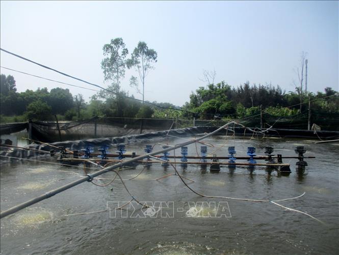 Một bể nuôi tôm của người dân tại phường Tĩnh Hải, thị xã Nghi Sơn (Thanh Hóa). Ảnh: Nguyễn Nam - TTXVN