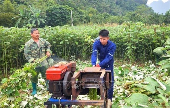 Người dân xã Tiên Thành, huyện Quảng, thu hoạch cây gai xanh. Ảnh: TTXVN phát