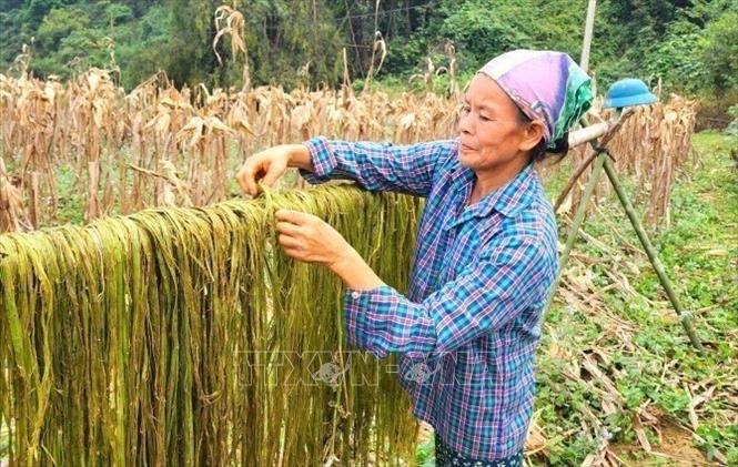 Vỏ cây gai xanh dùng để sản xuất thành nguyên liệu sợi phục vụ ngành dệt may mang lại thu nhập cho người dân. Ảnh: TTXVN phát
