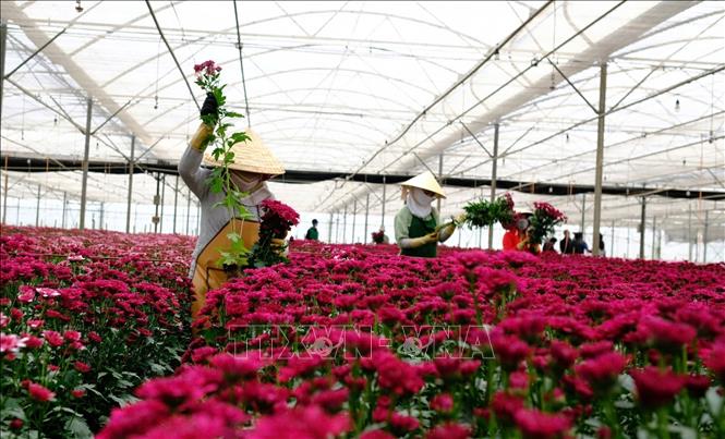 Harvesting flowers for export at Dalat Hasfarm Co. Ltd in Da Lat city, the Central Highlands province of Lam Dong. VNA Photo