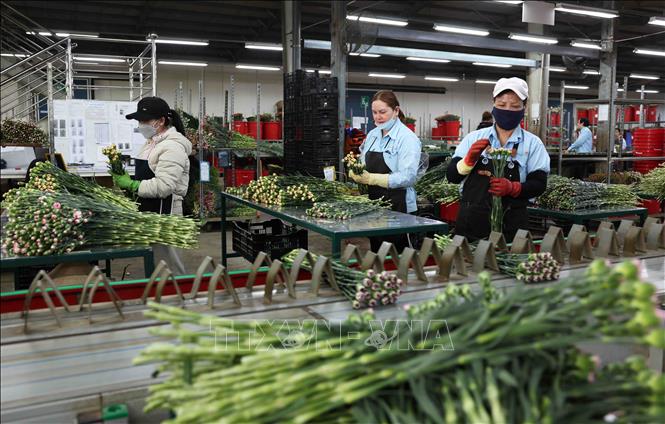 Dalat Hasfarm Co. Ltd in Da Lat city, the Central Highlands province of Lam Dong is the largest flower grower and exporter in Southeast Asia. VNA Photo
