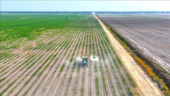 Áp dụng cơ giới hóa, khoa học công nghệ vào canh tác cây mía tại Demo farm Ninh Điền, xã Ninh Điền, huyện Châu Thành, tỉnh Tây Ninh. Ảnh: Minh Phú – TTXVN