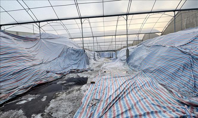 Nhà máy xử lý rác thải Đông Nam Ecotech tiến hành phủ bạt kín các đống mùn rác sau khi chạy bóc tách, không để phát tán mùi hôi. Ảnh: Việt Hoàng – TTXVN
