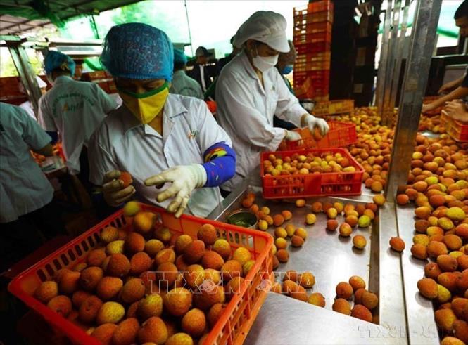 Vải thiều của tỉnh Hải Dương xuất khẩu sang các thị trường Thái Lan, Nhật Bản, Mỹ, Australia, New Zealand và Trung Quốc. Ảnh: Vũ Sinh - TTXVN