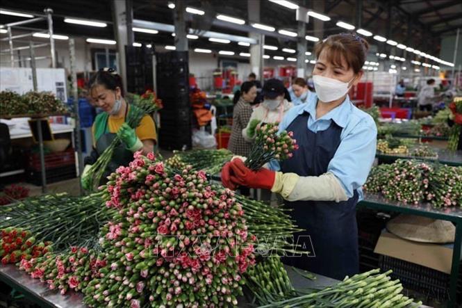 Công ty TNHH Dalat Hasfarm (Lâm Đồng) là doanh nghiệp lớn nhất Việt Nam và Đông Nam Á về trồng và xuất khẩu hoa tươi cắt cành các loại, phục vụ thị trường trong nước và xuất khẩu sang Thái Lan, Hà Lan, Đan Mạch... Ảnh: Vũ Sinh - TTXVN