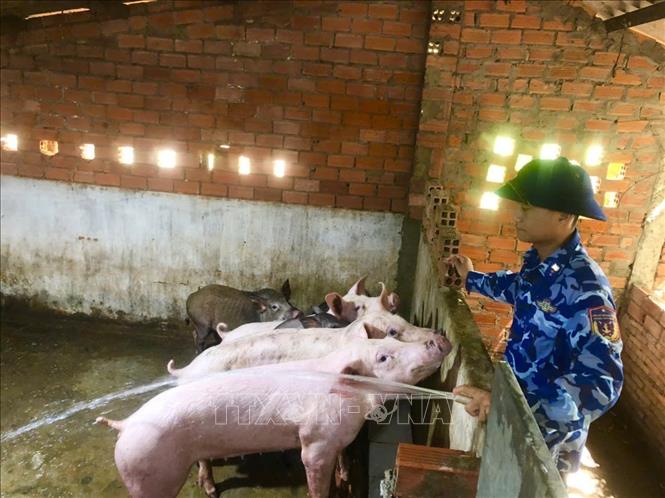 Chiến sĩ Hải đội 421, Bộ Tư lệnh Vùng Cảnh sát biển 4, chăm sóc đàn lợn của đơn vị. Ảnh: TTXVN phát