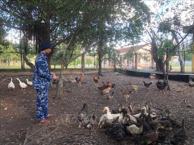 Chăm sóc đàn gia cầm tại Hải đội 421, Hải đoàn 42, Bộ Tư lệnh Vùng Cảnh sát biển 4. Ảnh: TTXVN phát
