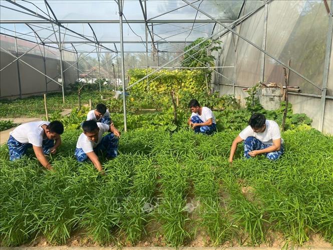 Cán bộ chiến sĩ Hải đội 422, Hải đoàn 42, Bộ Tư lệnh Vùng Cảnh sát biển 4 chăm sóc rau xanh. Ảnh: TTXVN phát