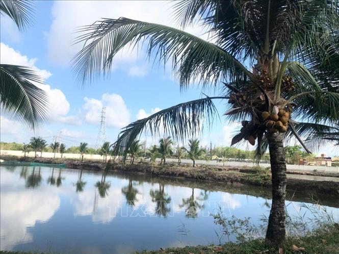 Hàng dừa và ao cá của Hải đội 421, Hải đoàn 42, Bộ Tư lệnh Vùng Cảnh sát biển 4. Ảnh: TTXVN phát