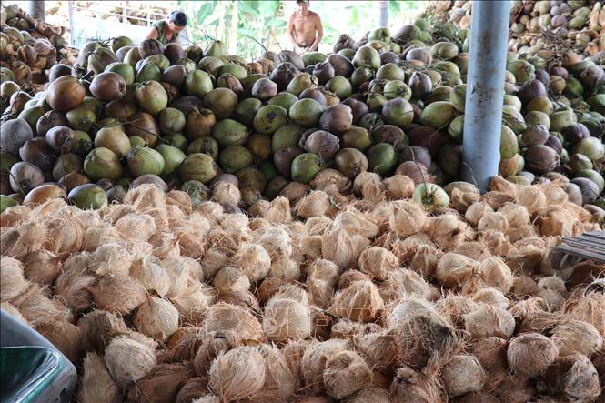 Dừa khô được sơ chế (lột vỏ) để cung cấp nguyên liệu cho các nhà máy chế biến sản phầm từ dừa trong và ngoài tỉnh. Ảnh: Hữu Chí - TTXVN