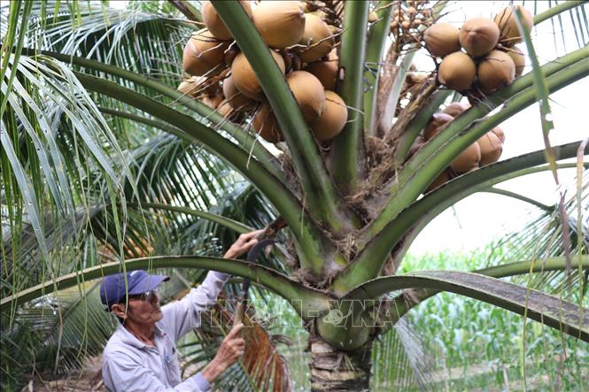 Ông Trần Văn Liêm, xã Bình Ninh, huyện Chợ Gạo, tỉnh Tiền Giang, phấn khởi chăm sóc vườn dừa. Ảnh: Hữu Chí - TTXVN