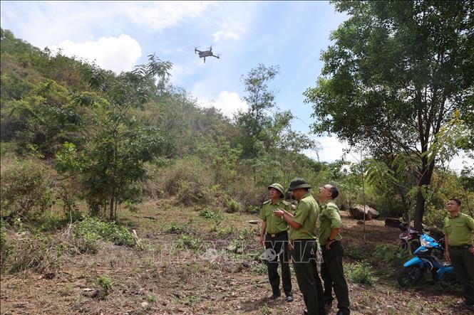 Sử dụng thiết bị flycam vào quản lý, bảo vệ rừng tại Hạt Kiểm lâm Vũng Tàu - Phú Mỹ. Ảnh: Hoàng Nhị - TTXVN