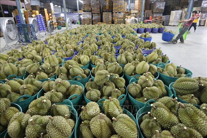 Sầu riêng được bày bán tại Chanthaburi, Thái Lan, ngày 13/5/2025. Ảnh: THX/TTXVN 