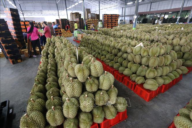 Sầu riêng được bày bán tại Chanthaburi, Thái Lan, ngày 13/5/2025. Ảnh: THX/TTXVN 